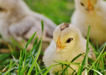 Tudo o que você precisa saber para proteger suas aves da Salmonela na pecuária: Dicas práticas e eficazes