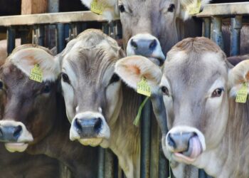 Revolutionize a sua pecuária: Aprenda como monitorar a saúde e comportamento dos seus animais com tecnologia avançada