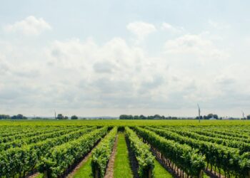 Tecnologia avança na agropecuária: como a inteligência artificial está revolucionando o campo no Brasil