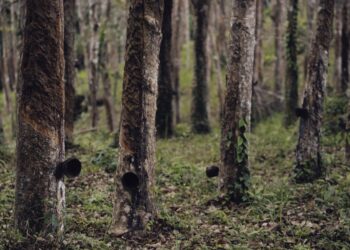 Tudo o que você precisa saber sobre o cultivo de seringueira no Brasil: descubra as oportunidades e tendências do mercado!