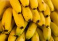 Desvendando o mercado da produção de banana no Brasil: oportunidades que você não pode perder!