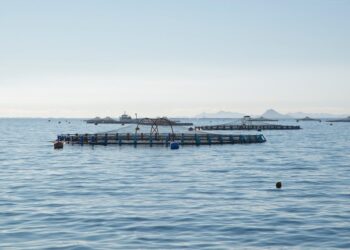 Desvendando o Manejo de Áreas de Pesca no Agronegócio: Dicas Práticas para Maximizar sua Produção