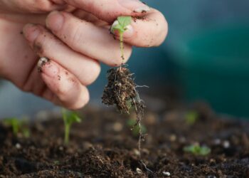 Agronegócio sustentável: a chave está na educação ambiental
