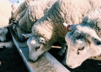 Guia completo para o manejo alimentar de ovinos: técnicas e cuidados essenciais revelados por especialistas!
