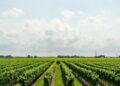 Como a boa gestão financeira pode alavancar a produtividade na agropecuária brasileira: dicas e estratégias para obter sucesso financeiro no campo