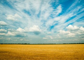 Revitalizando o solo: Descubra como a rotação de culturas pode transformar a agricultura em um modelo sustentável.