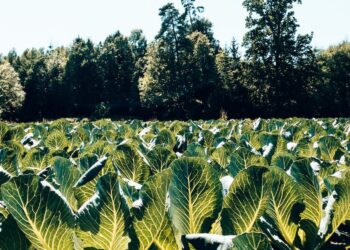 Descubra o potencial da produção de couve-flor no Brasil e como aproveitar as oportunidades do mercado!