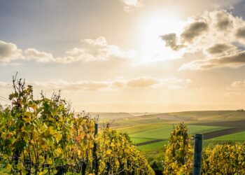 Revolutionize a produção de vinho com estas 8 máquinas agrícolas essenciais