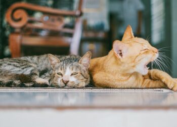 Guia completo: 8 passos para prevenir doenças respiratórias em animais na pecuária”.