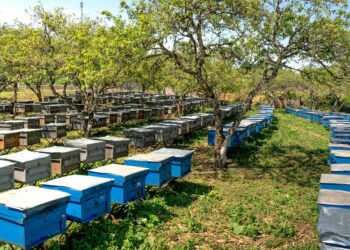 Tudo o que você precisa saber sobre a criação de abelhas para produzir mel e polinizar na pecuária: um guia completo