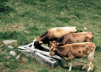 O segredo do sucesso na pecuária: descubra as técnicas mais eficientes de manejo reprodutivo para aumentar sua produtividade!