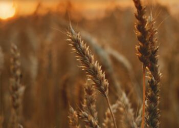 8 dicas práticas: como enfrentar os desafios do clima na Agricultura