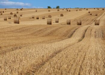 Revolution Agro: Como a IoT está transformando a produção rural