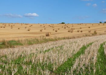 Descubra como o Agroturismo pode revolucionar o seu Agronegócio: 8 dicas práticas para aplicação imediata”.
