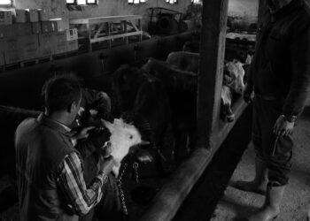 Proteja seu rebanho: Aprenda as principais técnicas e cuidados para o controle de parasitas na pecuária