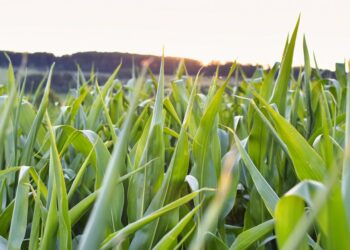 O Guia Definitivo para Aperfeiçoar a Gestão de Geoinformação no Agronegócio: 8 Passos Práticos