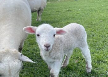 Descubra os segredos para calcular o custo de produção na pecuária e maximizar seus lucros: um guia completo passo a passo!