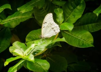 A revolução verde no Brasil: descubra as tendências e oportunidades na agroindústria