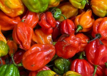 Descubra as tendências e oportunidades da produção de pimentão no Brasil: um guia completo para cultivar o negócio mais quente do mercado!