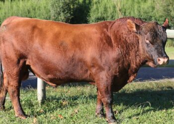 Tecnologias revolucionárias: como evitar perdas na pecuária e aumentar a produção de carne e leite