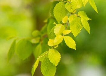 Revitalizando a Terra: Como a Adubação Verde está Transformando a Agricultura Sustentável”.
