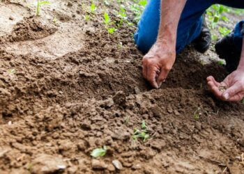 Desvendando o perfil do agricultor brasileiro: descubra suas características, desafios e perspectivas para o futuro”.
