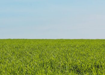 Revolutionize sua colheita de hortaliças com essas 8 máquinas agrícolas inovadoras