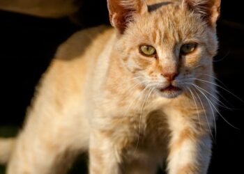 Domine o manejo de animais no agronegócio em 8 passos práticos!