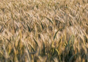 Domine o Manejo Integrado de Pragas: Guia passo a passo para proteger sua plantação e colher os frutos desejados
