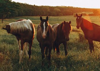 Tudo o que você precisa saber sobre os benefícios surpreendentes da criação de animais em pastagem rotativa: aumento da produtividade, saúde do solo e muito mais!