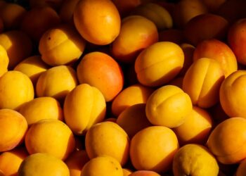 Tudo o que você precisa saber para garantir a saúde e bem-estar dos trabalhadores no agronegócio: estratégias, desafios e soluções