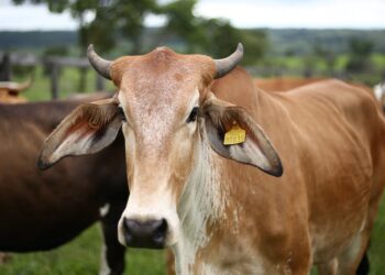 Revolutionize seu Agronegócio: Descubra como implementar a Pecuária de forma estratégica