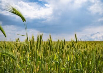 O papel vital da agropecuária na economia brasileira: Descubra como este setor impulsiona o crescimento nacional
