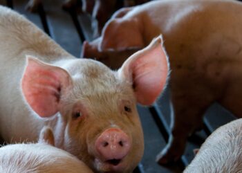 Tudo que você precisa saber sobre como a nutrição impacta na qualidade da carne suína: fatores cruciais na pecuária