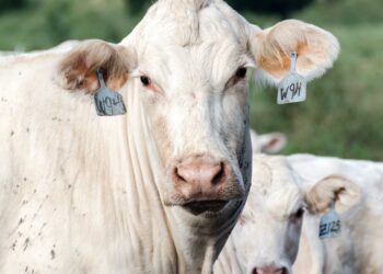 7 Passos Essenciais para uma Gestão Eficiente de Pastagens no Agronegócio