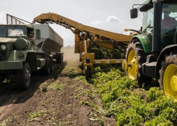 Reduzindo prejuízos: Estratégias eficazes para lidar com as perdas pós-colheita no Agronegócio