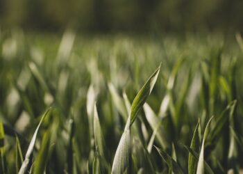 Descubra como maximizar seus lucros no Agronegócio: Passo a Passo para realizar uma Análise de Rentabilidade eficiente”.