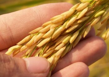 Descubra os segredos por trás dos diferentes tipos de financiamento para impulsionar seu Agronegócio: Um guia completo”.