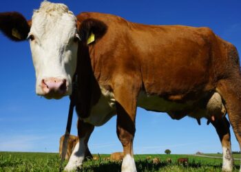 Descubra as melhores raças de gado de corte para o seu clima e região: guia completo de criação