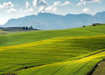 Agricultura de Precisão: A Chave para Transformar seu Agronegócio em uma Máquina de Produtividade