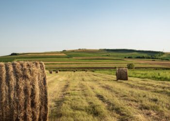 Desvendando a Cadeia Produtiva do Agronegócio: Descubra os Segredos por Trás da Produção de Alimentos