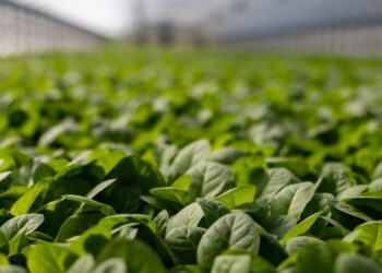Guia Completo: Passo a Passo para Realizar a Análise de Viabilidade de Projetos no Agronegócio