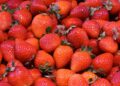 Morango brasileiro: um doce desafio para o mercado nacional – Descubra os principais obstáculos e oportunidades da produção nacional