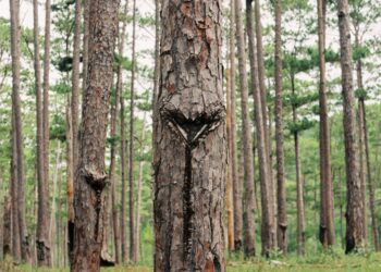 Revitalizando a produção agrícola: Como utilizar as técnicas da silvicultura para aumentar sua lucratividade.
