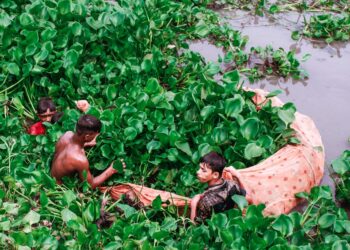 Desvendando os benefícios e desafios do manejo de peixes em tanques-rede na pecuária: um guia completo