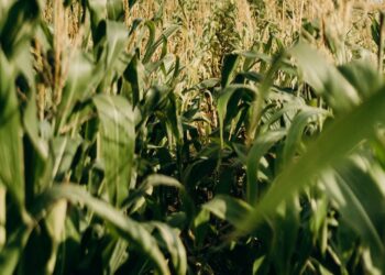 Os impactos ambientais alarmantes causados pela agropecuária brasileira: descubra como podemos agir para mudar essa realidade!