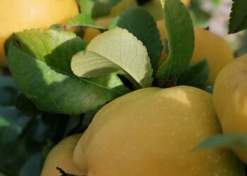 Transformando sua produção: 8 passos práticos para aplicar a agroecologia na agricultura”.