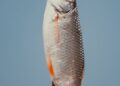 Desvendando a produção de peixes no Brasil: descubra as oportunidades e desafios do mercado aquático nacional