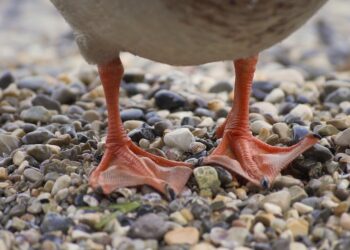 Como a Agricultura Sustentável Promove e Preserva a Diversidade de Espécies na Terra