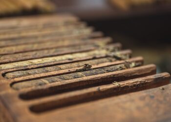 Tabaco no Brasil: descubra os impactos na saúde e como a indústria está moldando o mercado